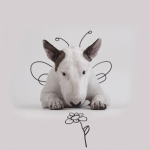 18194110-R3L8T8D-650-Jimmy-the-Bull-Terrier17__605