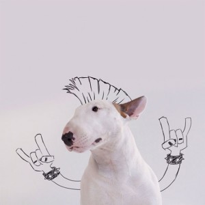 18194210-R3L8T8D-650-Jimmy-the-Bull-Terrier2__605