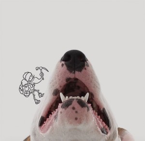 18194260-R3L8T8D-650-Jimmy-the-Bull-Terrier5__605