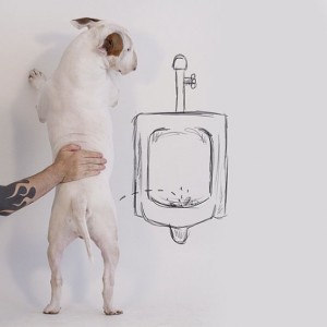 18194360-R3L8T8D-650-Jimmy-the-Bull-Terrier14__605