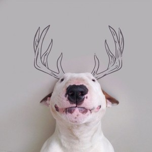 18194410-R3L8T8D-650-Jimmy-the-Bull-Terrier15__605
