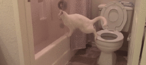 https__vk_com_gif_fak (1)