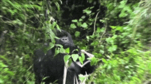 https__vk_com_gif_fak (4)