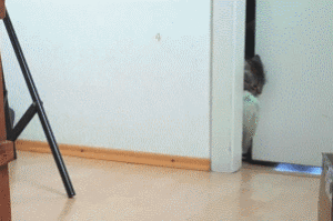 https__vk_com_gif_fak (1)