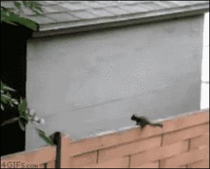 https__vk_com_gif_fak (1)